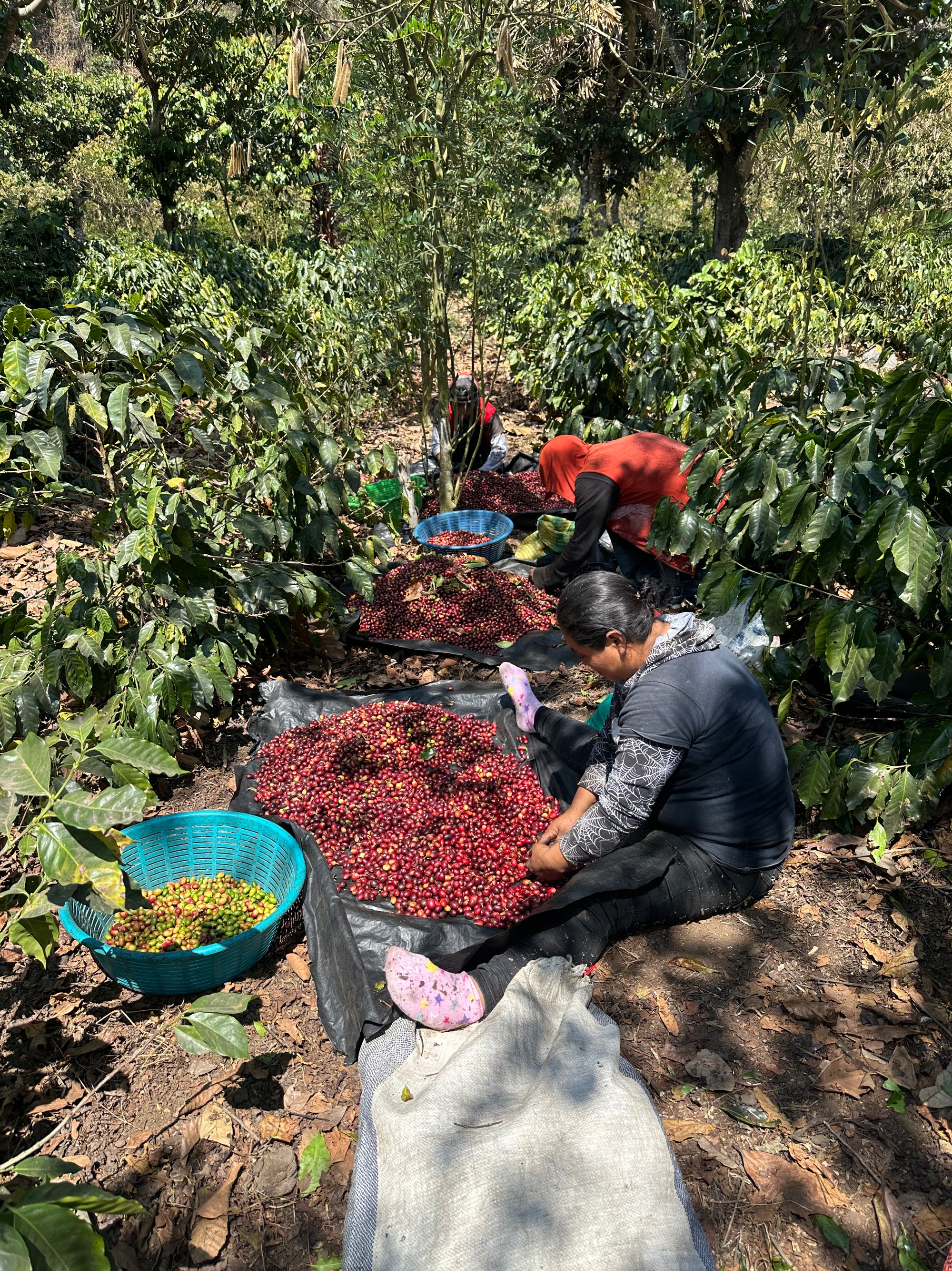 ATITLÁN COFFEE